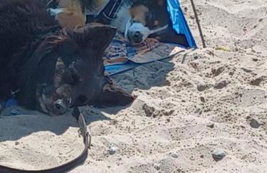 Hof am Meer "Seemöwe" - Foto 38