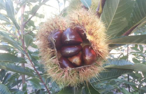 La Lancha del Jerte - Foto 28