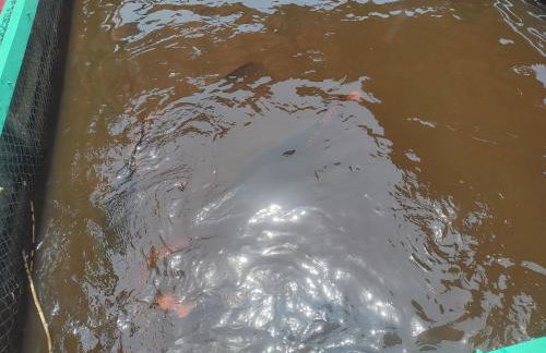 Amazônia Residencial Romulo Tour Ap 4 - Foto 18