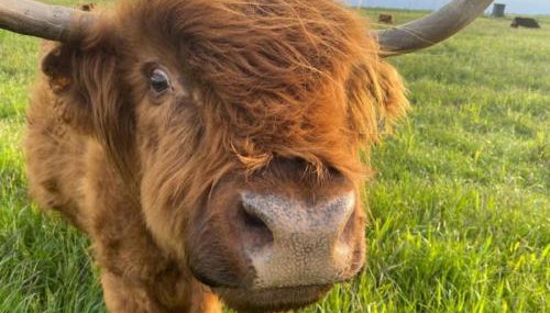 Huus Marschkiek - Foto 2