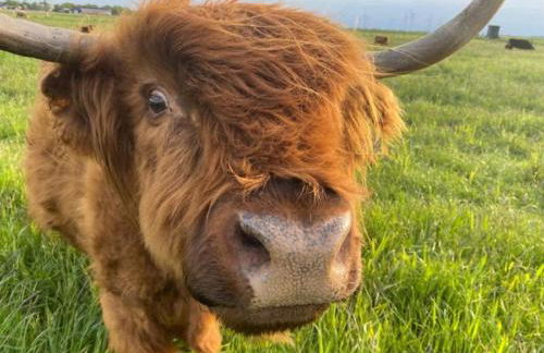 Huus Marschkiek - Foto 2