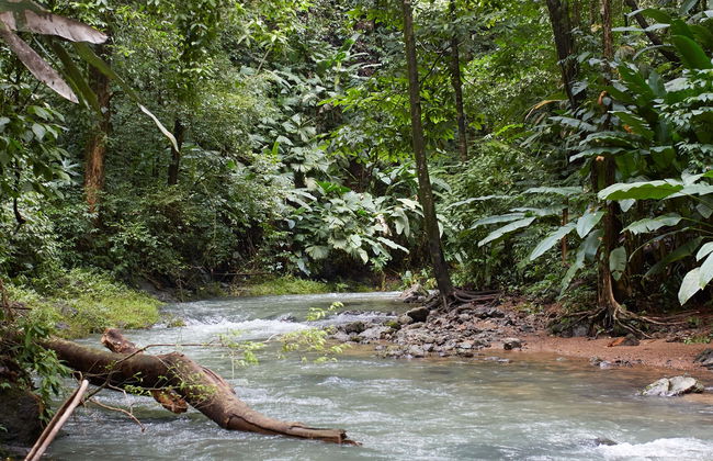 Excursão à selva de Corcovado - Foto 6