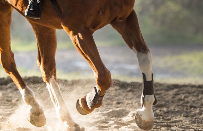 Balade à cheval dans le désert de Basse-Californie - Photo 6