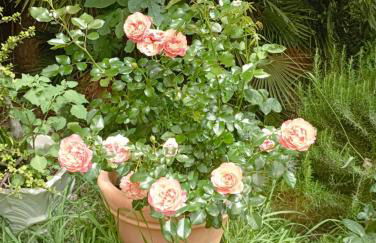 Sardinia Ovest 2 - Foto 37