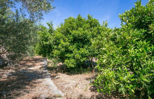 Secluded fisherman's cottage Cove Fabrice, Solta - 8692 - Foto 14