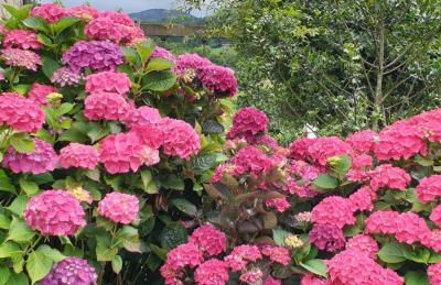 Apartamentos El Picoretu - Foto 25