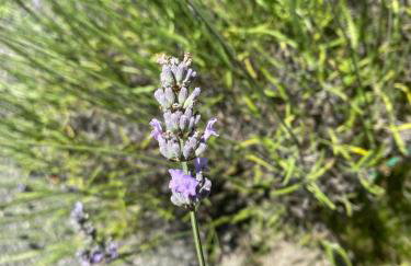 Apartments The Old Well - Foto 17