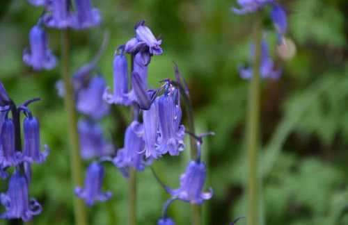 Spaniel Cottage with views of Ham hill, Stoke sub Hamdon - Photo 50
