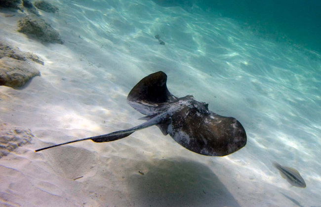 Paseo en barco y snorkel en Marinarium - Foto 5
