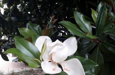 Tenuta Crescentini-ValleMura ,appartamenti con entrata indipendente - Foto 62