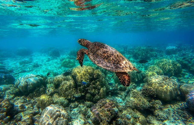 Bautismo de buceo en Addu - Foto 5