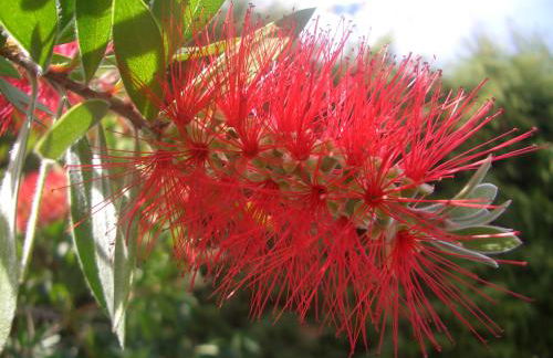 Quintinha dos Cedros - Foto 37