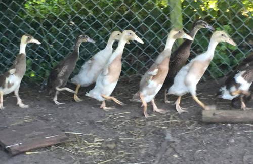 The Eclectic Coach House - Photo 27