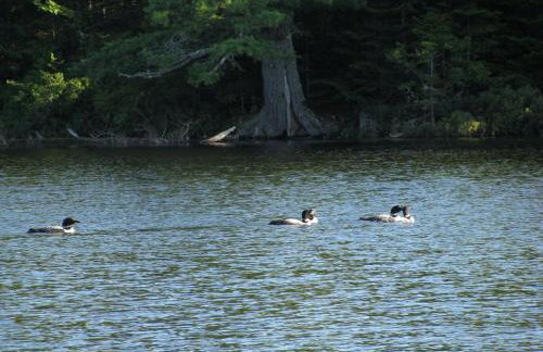 Secluded, Dog-Friendly Lakefront Cabin on Pristine Lake, Maine, for Wonderfully Romantic Getaways to Nature - Foto 22