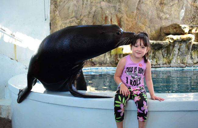 Tour por Mazatlán + Acuario - Foto 6