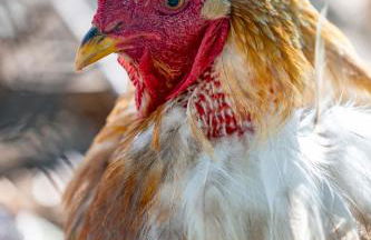 Gîte Mimosa au milieu des vignes - Château les Apiès - Foto 34