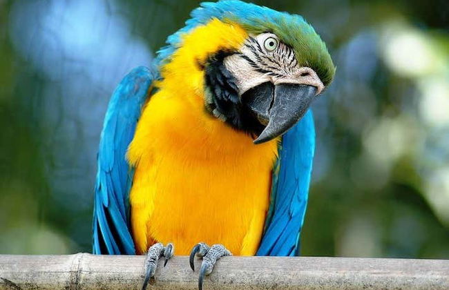 Bioparco di Roma Ticket - Photo 2