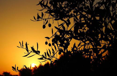 Monte Quinta Verde - Foto 22