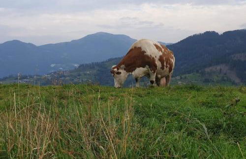 Cà dei Zoani casa vacanze 022139 AT 722787 - Foto 44