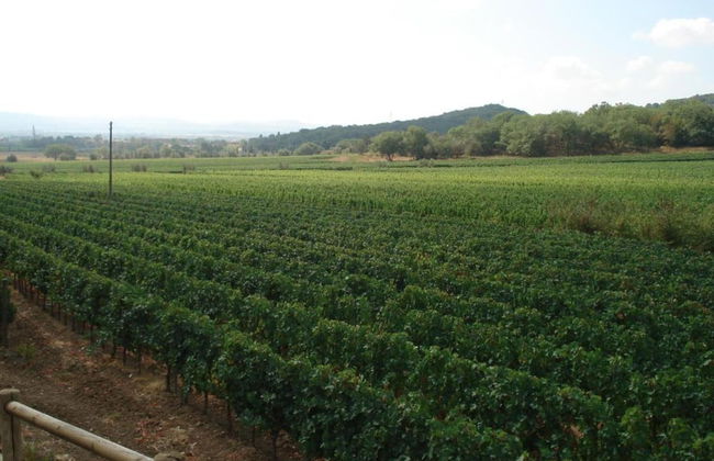 Farmhouse in Suvereto Near Etruscan Coast - Foto 34