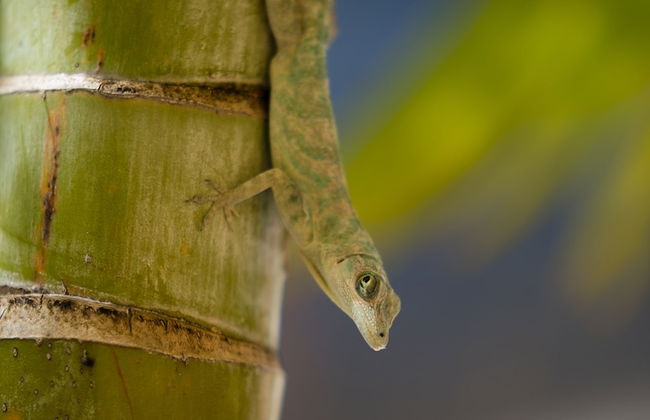 Condo las Palmas - Foto 59