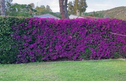 La Babbaiola di Torre delle Stelle - Foto 27