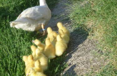 La Capanna dei Carri - Foto 36