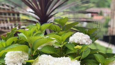 Emiliadourohouse - Foto 3