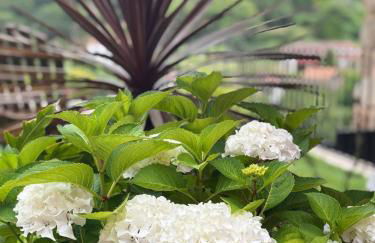 Emiliadourohouse - Foto 3