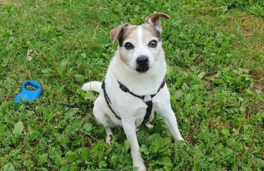 Am Siegelbächle Berg blickt - Foto 43