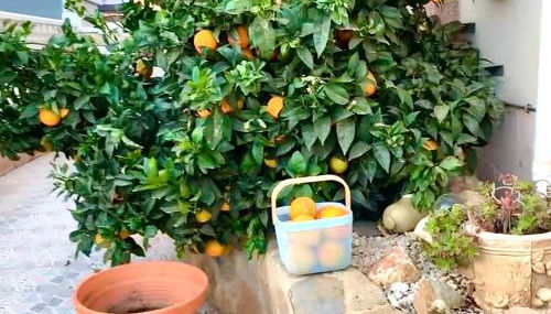 Familienhaus in Cabo Roig - Foto 5