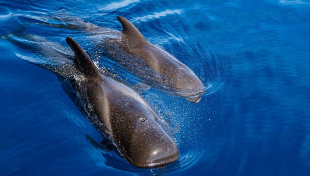 You'll have a blast seeing the whales!