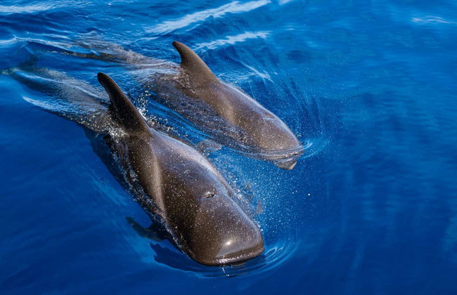 Escursione a Masca e Los Gigantes - Foto 6
