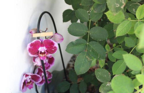 CASA EL OLIVO, TENERIFE - Foto 30