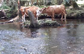 Spacious family cottage with private garden and forest walks - Foto 25