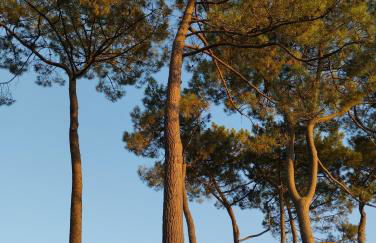 Grande maison entre Lac et forêt - Foto 62