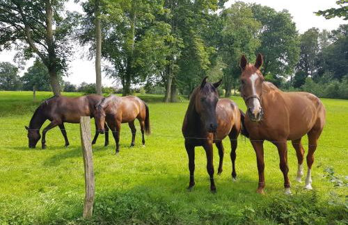 Gutshaus Schwarzenhof - Foto 24