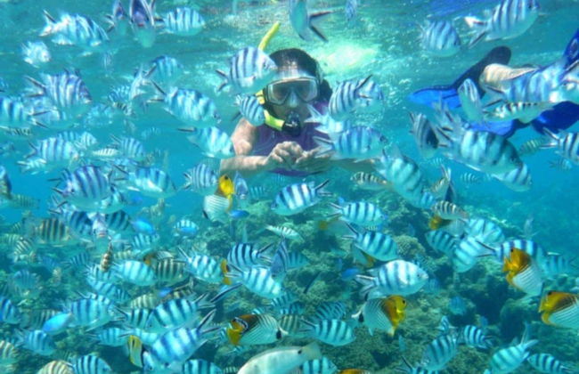 Manta Ray Snorkelling Speedboat Trip - Photo 7