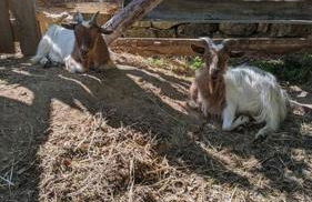 Cabayourte à la mauvaise herbe - Foto 23