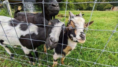 Meadow View Romantic Nature Stay w Barn, Outdoor Tub and Sauna - Foto 4