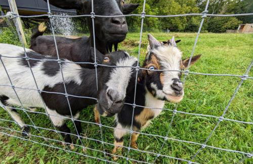 Meadow View Romantic Nature Stay w Barn, Outdoor Tub and Sauna - Foto 4