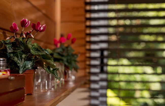 Nofey Habashan - Photo 43