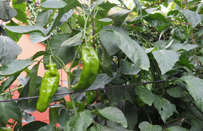 L'Era de Cal Roger - Photo 51