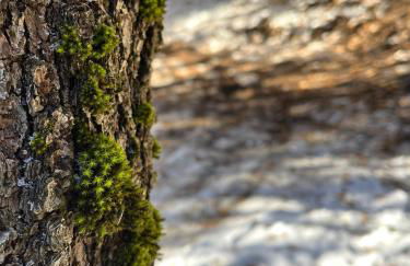 Woods Etna Chalet - Foto 40