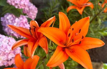 Dictamus Homes - Foto 38