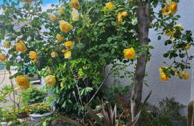 Ferienwohnung Bad Bergzabern - Foto 28