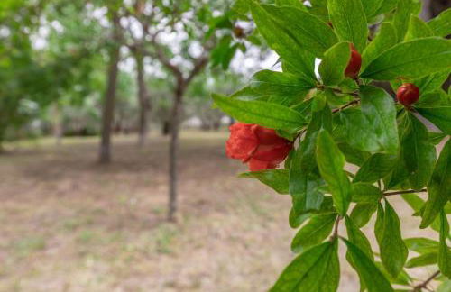 Italian Experience-Villa Rosso Corbezzolo - Foto 18