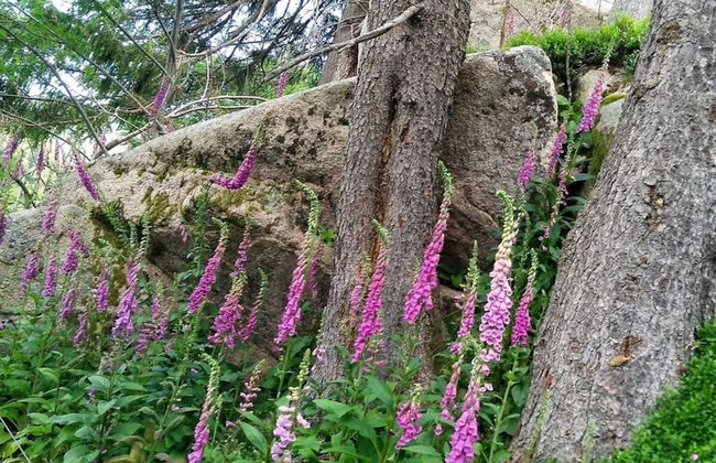 Pine Cones in the Haslehaus - Foto 36