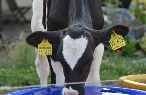 Kleine einzigartige Ferienwohnung auf dem Bauernhof, direkt in der Natur mit Blick auf Schloss Braunfels - Foto 48
