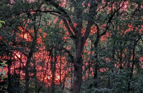 Ferienwohnung Vogelgesang - Foto 6